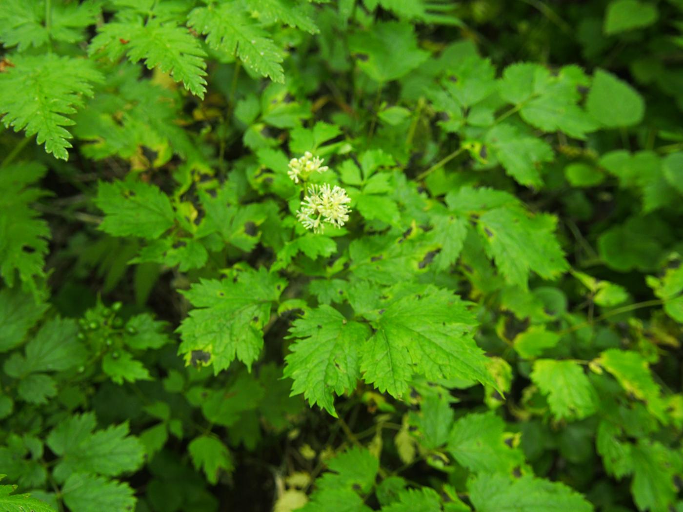 Baneberry plant